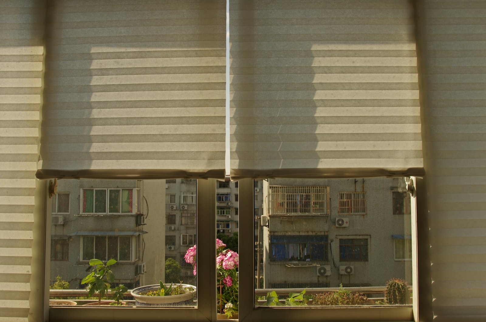 White window blinds